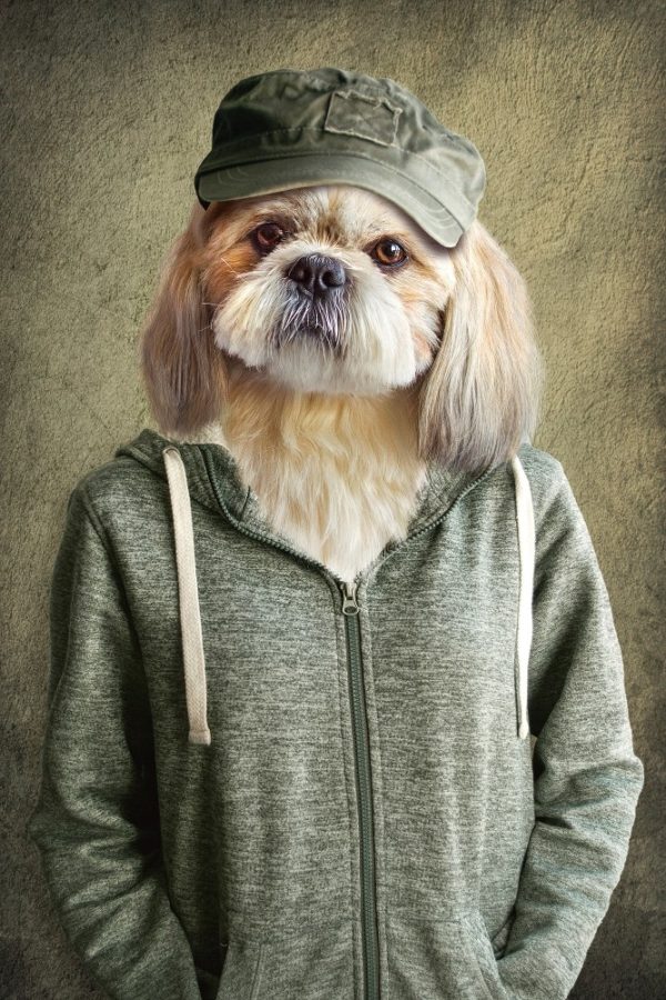 Witziger Hund mit Jacke | Digitaldruck auf Acrylglas – Bild 2